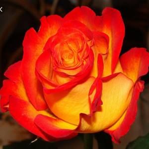 Meet your Posher, Joyce